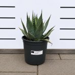 Agáva (Agave parryi) ´PARRYI´ – výška 15–25 cm, Ø 20–30 cm, kont. C6L (-20 °C)